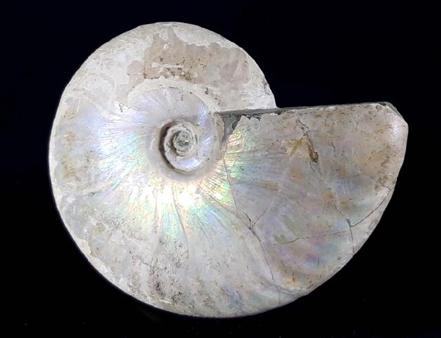 Cleoniceras (Grycia) cf. besairiei COLLIGNON 1949 - Bild © FossNet FossilienStore